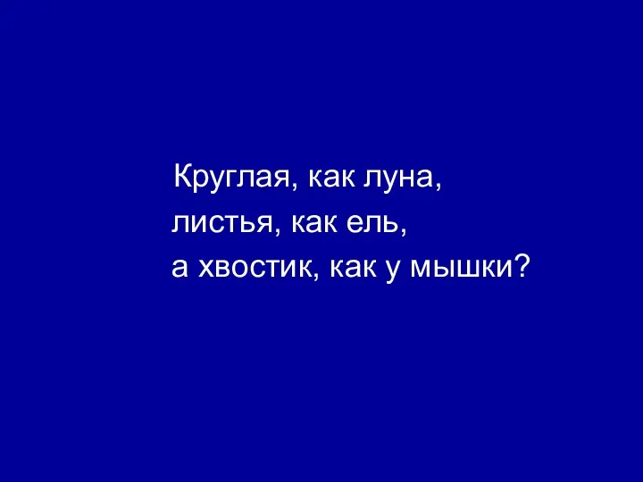 Круглая, как луна, листья, как ель, а хвостик, как у мышки?