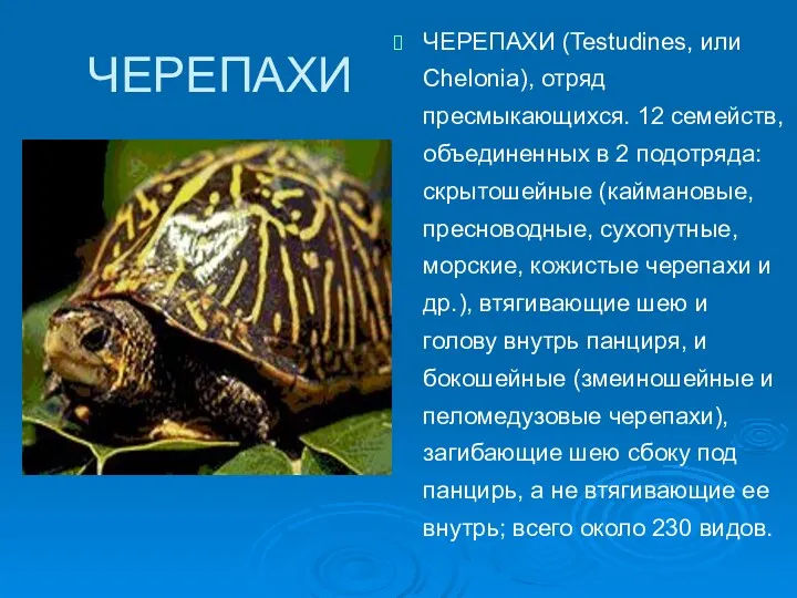 ЧЕРЕПАХИ ЧЕРЕПАХИ (Testudines, или Chelonia), отряд пресмыкающихся. 12 семейств, объединенных