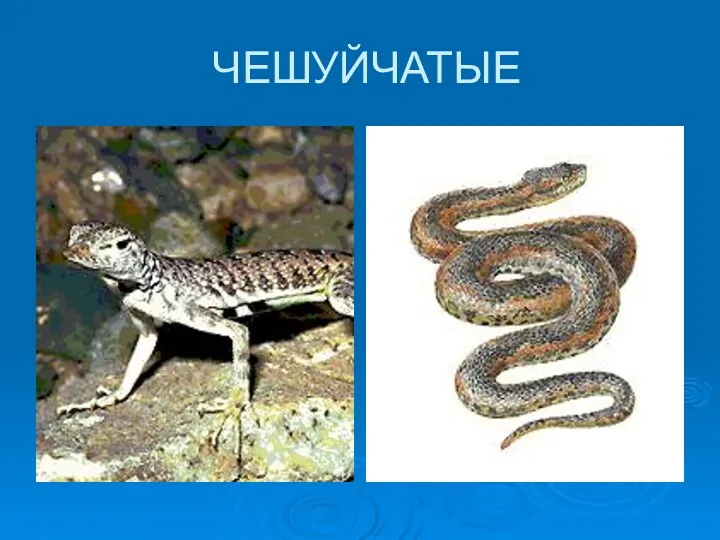 ЧЕШУЙЧАТЫЕ