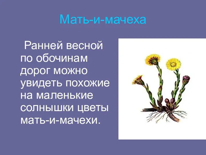 Мать-и-мачеха Ранней весной по обочинам дорог можно увидеть похожие на маленькие солнышки цветы мать-и-мачехи.