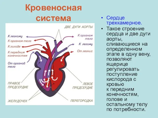 Кровеносная система Сердце трехкамерное. Такое строение сердца и две дуги