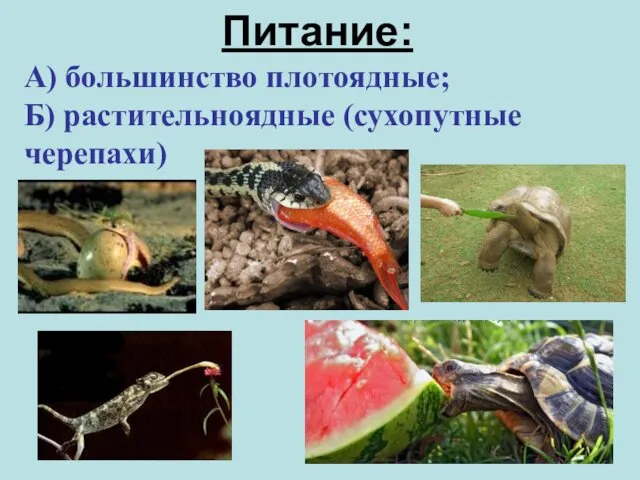 Питание: А) большинство плотоядные; Б) растительноядные (сухопутные черепахи)