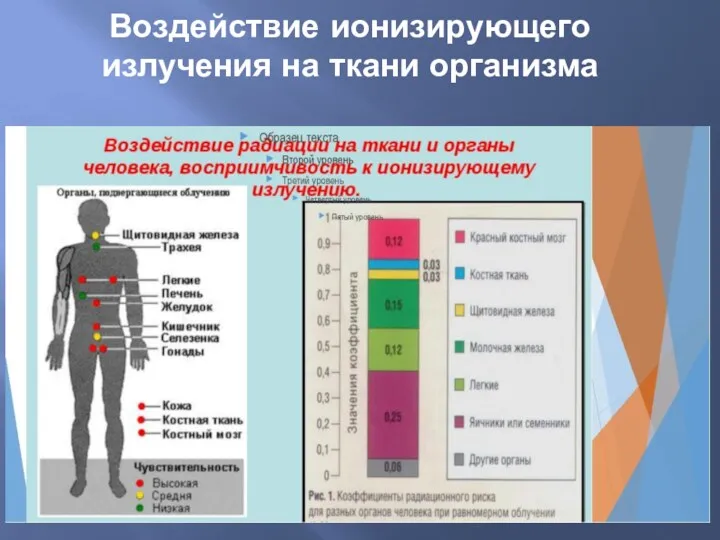 Воздействие ионизирующего излучения на ткани организма