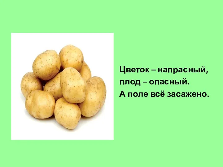 Цветок – напрасный, плод – опасный. А поле всё засажено.