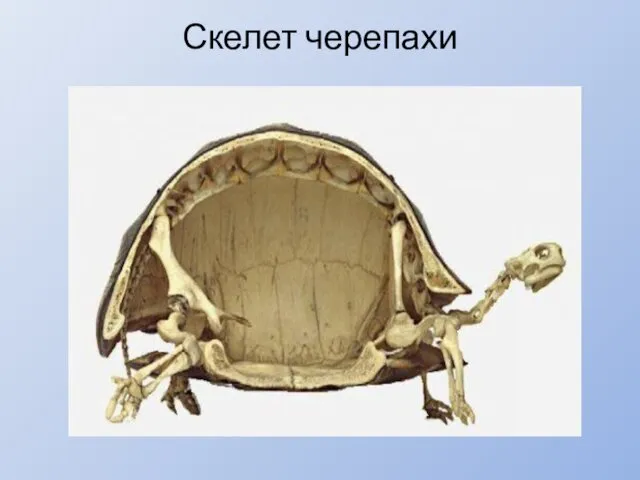 Скелет черепахи