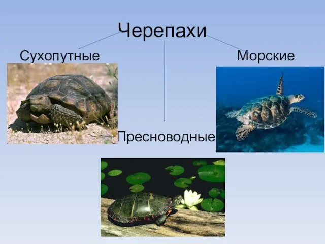 Черепахи Сухопутные Морские Пресноводные