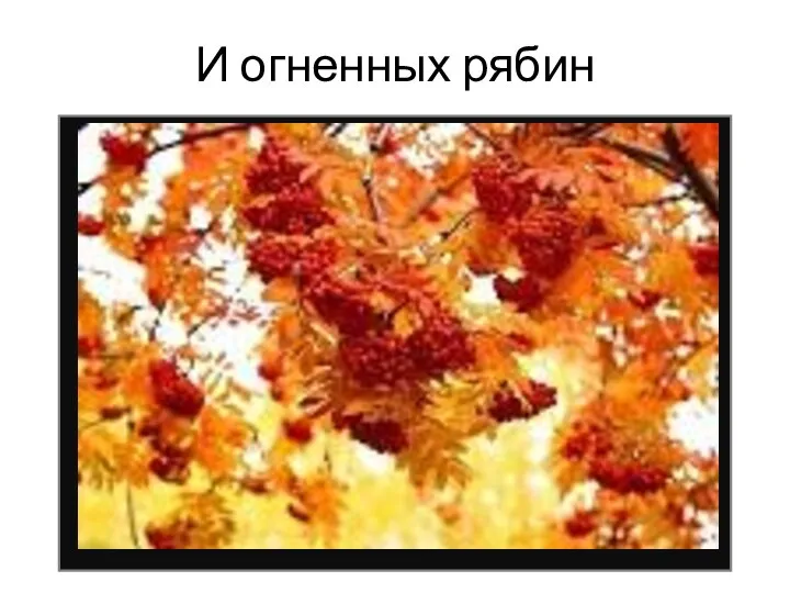 И огненных рябин