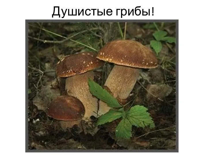 Душистые грибы!