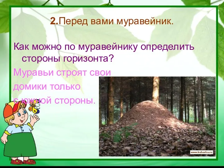 2.Перед вами муравейник. Как можно по муравейнику определить стороны горизонта?