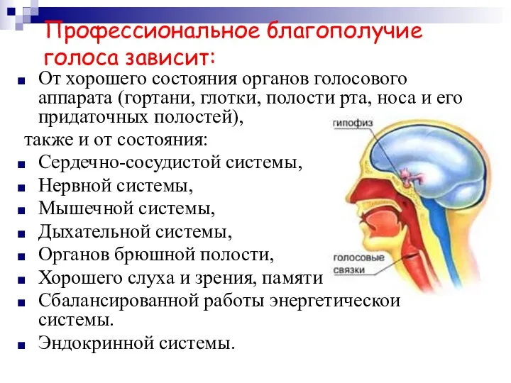 Профессиональное благополучие голоса зависит: От хорошего состояния органов голосового аппарата (гортани, глотки, полости