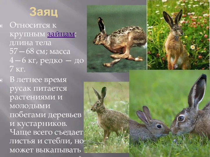 Заяц Относится к крупным зайцам: длина тела 57—68 см; масса
