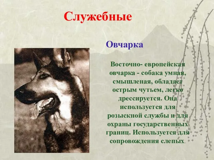 Служебные Овчарка Восточно- европейская овчарка - собака умная, смышленая, обладает острым чутьем, легко