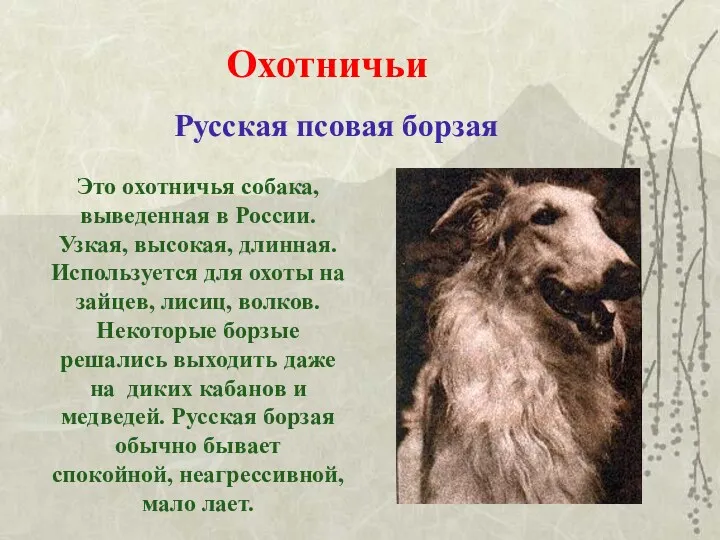 Охотничьи Русская псовая борзая Это охотничья собака, выведенная в России.