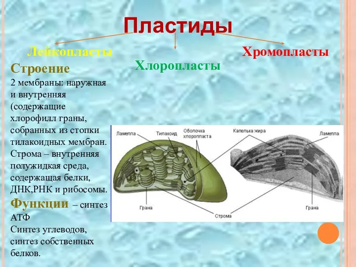 Пластиды Лейкопласты Хлоропласты Хромопласты Строение 2 мембраны: наружная и внутренняя