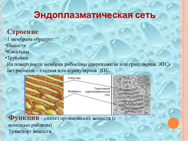 Эндоплазматическая сеть Строение 1 мембрана образует: Полости Канальцы Трубочки На