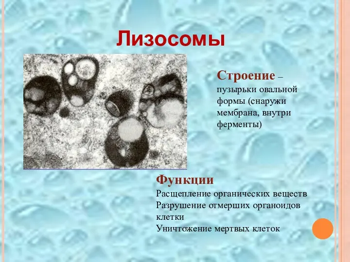 Лизосомы Строение – пузырьки овальной формы (снаружи мембрана, внутри ферменты)