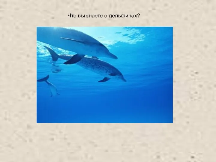 Что вы знаете о дельфинах?