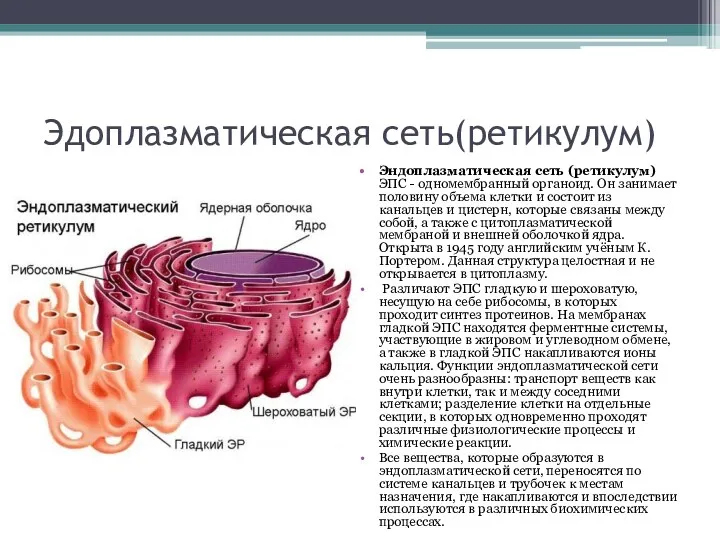 Эдоплазматическая сеть(ретикулум) Эндоплазматическая сеть (ретикулум) ЭПС - одномембранный органоид. Он занимает половину объема