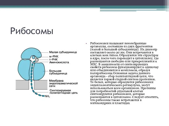 Рибосомы Рибосомами называют немембранные органеллы, состоящие из двух фрагментов (малой