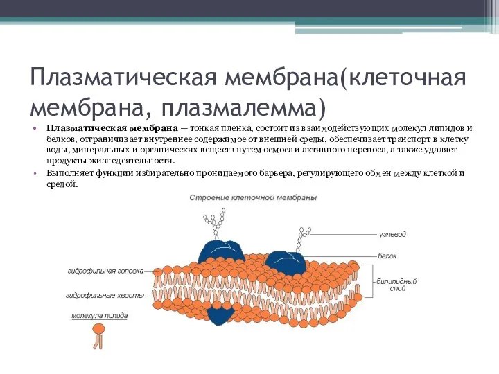 Плазматическая мембрана(клеточная мембрана, плазмалемма) Плазматическая мембрана — тонкая пленка, состоит из взаимодействующих молекул