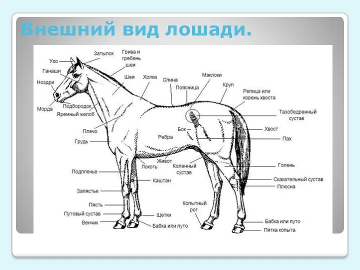 Внешний вид лошади.