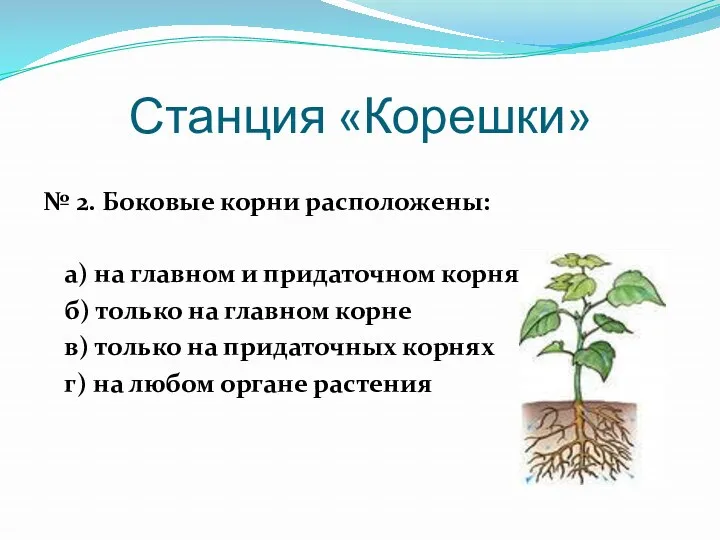 Станция «Корешки» № 2. Боковые корни расположены: а) на главном