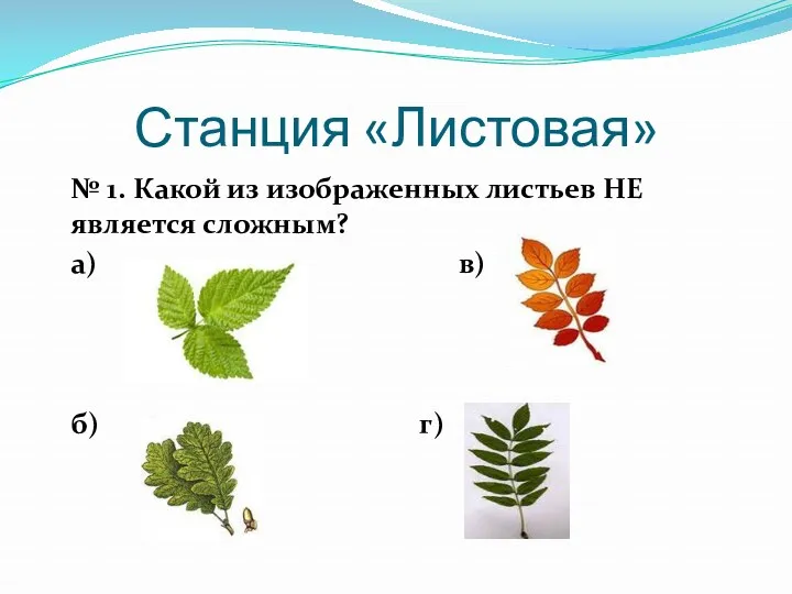 Станция «Листовая» № 1. Какой из изображенных листьев НЕ является сложным? а) в) б) г)