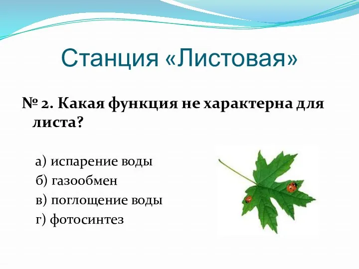 Станция «Листовая» № 2. Какая функция не характерна для листа?