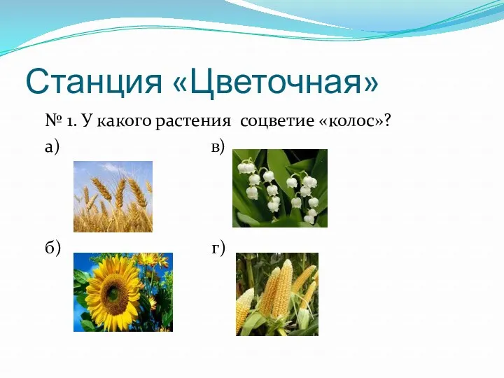 Станция «Цветочная» № 1. У какого растения соцветие «колос»? а) в) б) г)