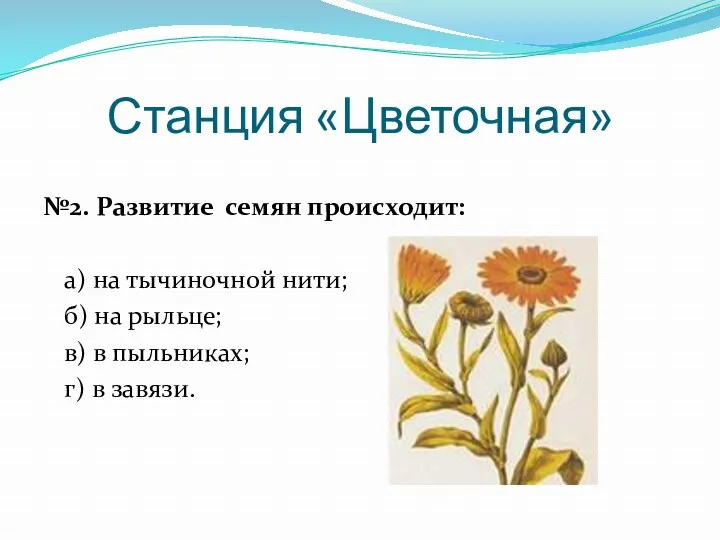 Станция «Цветочная» №2. Развитие семян происходит: а) на тычиночной нити;