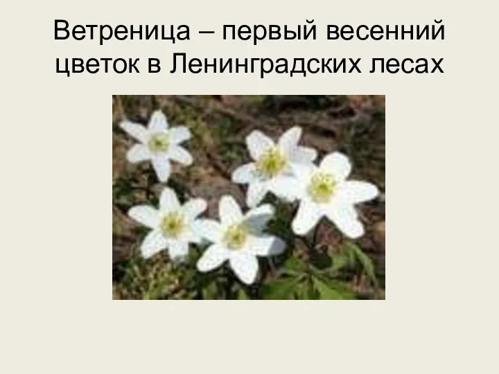 Ветреница – первый весенний цветок в Ленинградских лесах