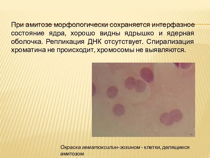 Окраска гематоксилин-эозином - клетки, делящиеся амитозом При амитозе морфологически сохраняется