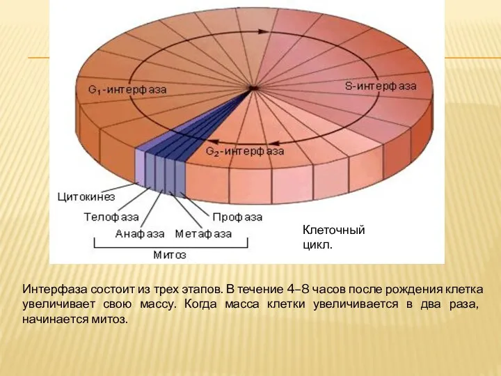 Клеточный цикл. Интерфаза состоит из трех этапов. В течение 4–8