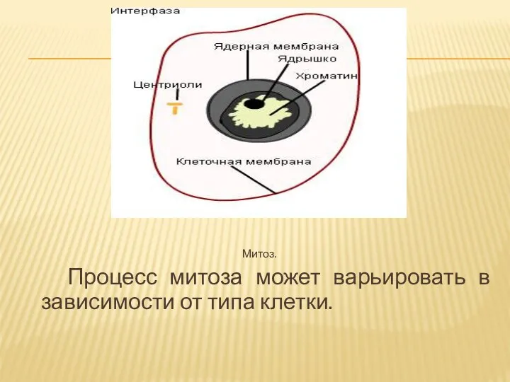 Митоз. Процесс митоза может варьировать в зависимости от типа клетки.