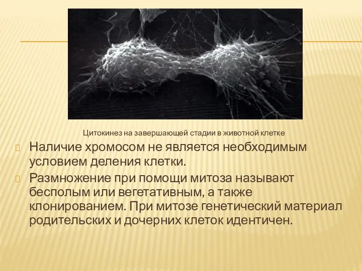 Цитокинез на завершающей стадии в животной клетке Наличие хромосом не