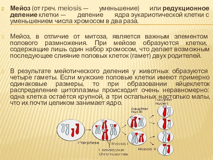 Мейоз (от греч. meiosis — уменьшение) или редукционное деление клетки