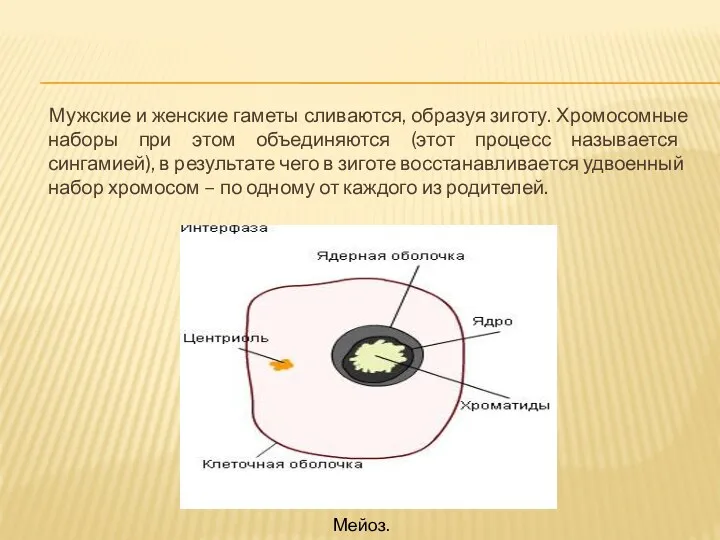 Мужские и женские гаметы сливаются, образуя зиготу. Хромосомные наборы при