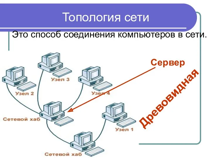 Топология сети Это способ соединения компьютеров в сети. Древовидная Сервер