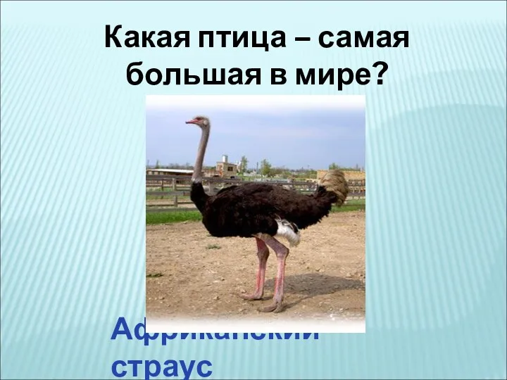 Какая птица – самая большая в мире? Африканский страус