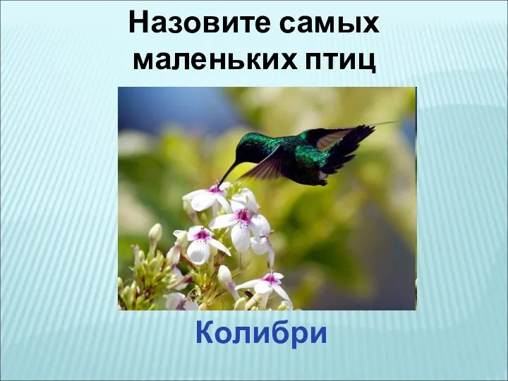 Назовите самых маленьких птиц Колибри