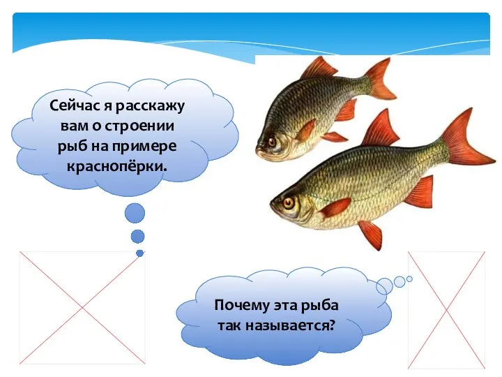 Сейчас я расскажу вам о строении рыб на примере краснопёрки. Почему эта рыба так называется?