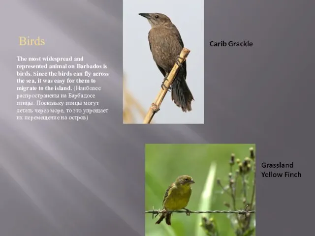 Birds The most widespread and represented animal on Barbados is