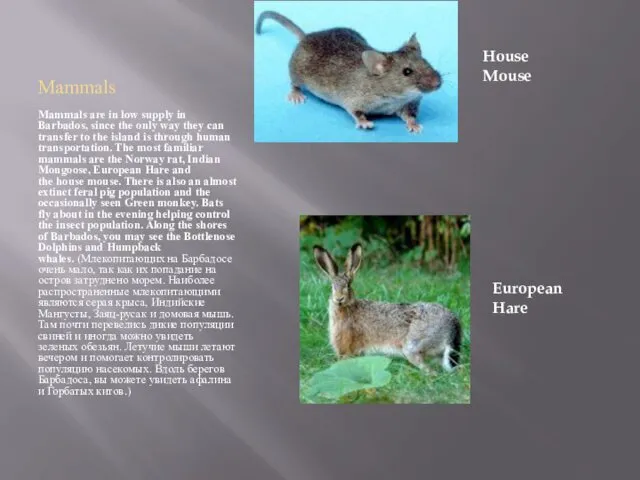 Mammals Mammals are in low supply in Barbados, since the