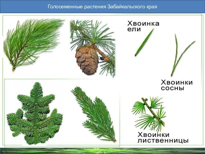 Голосеменные растения Забайкальского края