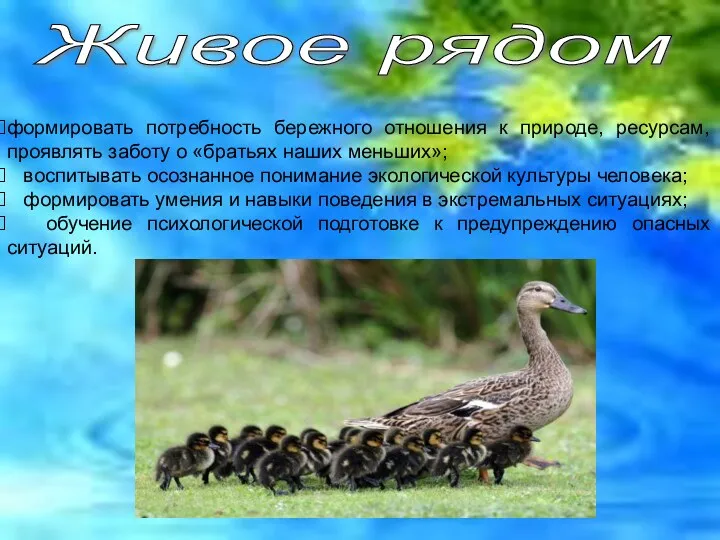 Живое рядом формировать потребность бережного отношения к природе, ресурсам, проявлять