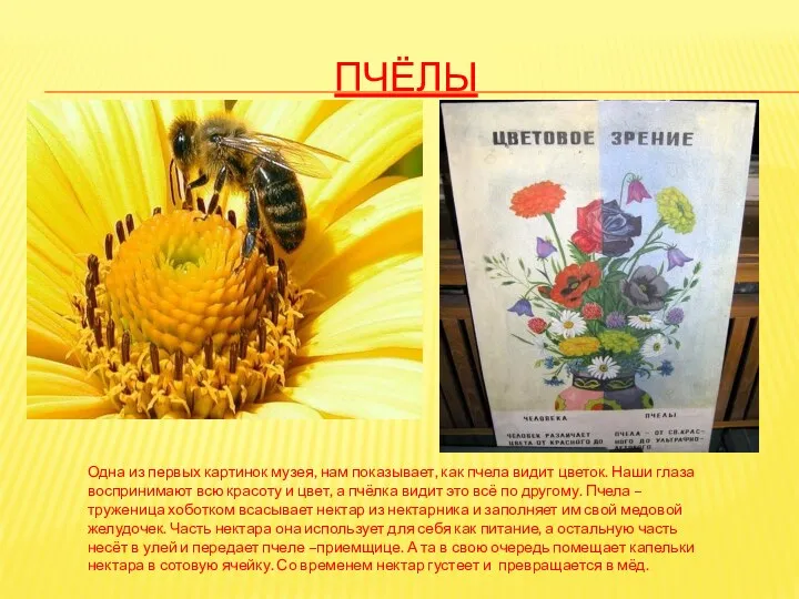 ПЧЁЛЫ Одна из первых картинок музея, нам показывает, как пчела видит цветок. Наши