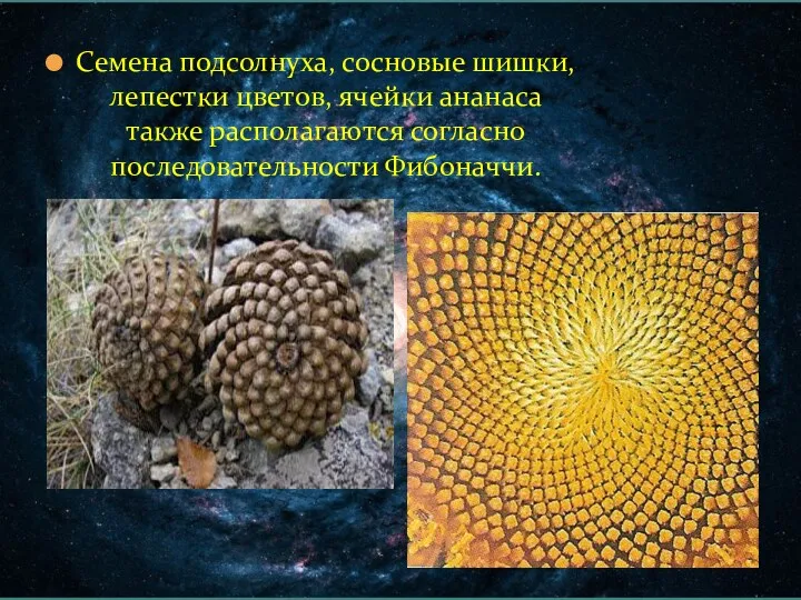Семена подсолнуха, сосновые шишки, лепестки цветов, ячейки ананаса также располагаются согласно последовательности Фибоначчи.