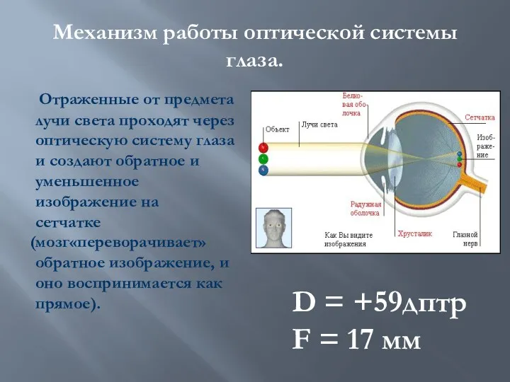 Механизм работы оптической системы глаза. Отраженные от предмета лучи света проходят через оптическую