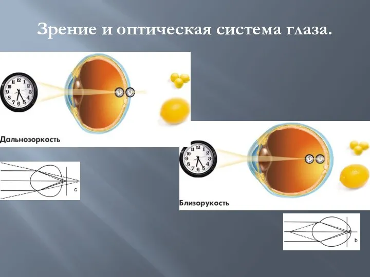 Зрение и оптическая система глаза.