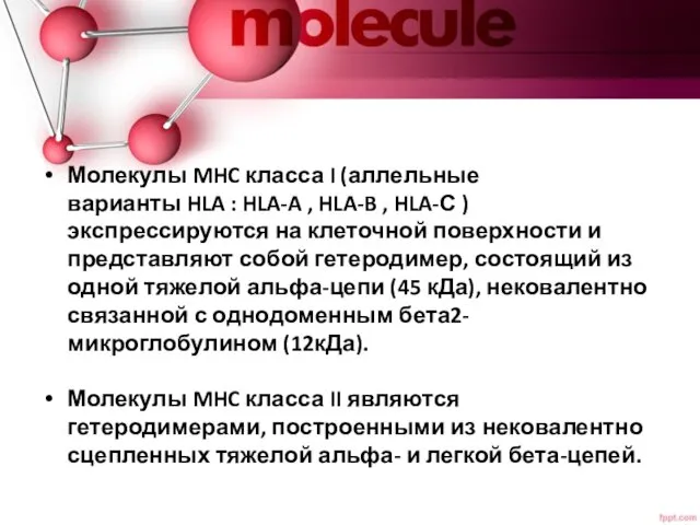 Молекулы MHC класса I (аллельные варианты HLA : HLA-A ,